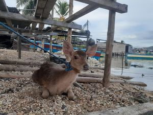 Di Kampung Papua Ini, Kambing Lebih Berharga Dibanding Rusa Di Kampung Papua Ini, Kambing Lebih Berharga Dibanding Rusa