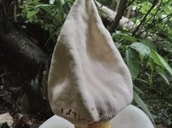 Bunga Bangkai Spesies Langka Ditemukan di Hutan Labura