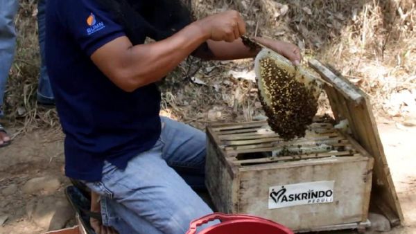 Dorong Produktivitas Kelompok Tani Hutan