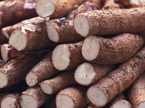 Dari Kebun Masuk Hotel, Fiesta Singkong 2021 Bikin Singkong Jadi Elite