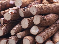 Dari Kebun Masuk Hotel, Fiesta Singkong 2021 Bikin Singkong Jadi Elite