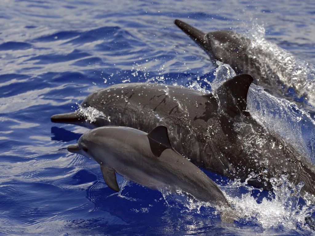Kawanan Lumba-lumba Terdampar di Bali, Ada Apa?