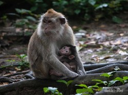 Ternyata, Hewan Primata Sering Masturbasi