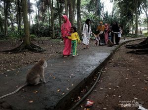Makam Keramat Solear dan Monyet Ekor Panjang