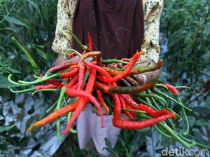 Jelang Nataru, Harga Jengkol-Cabai di Tasik Meroket! Jelang Nataru, Harga Jengkol-Cabai di Tasik Meroket!