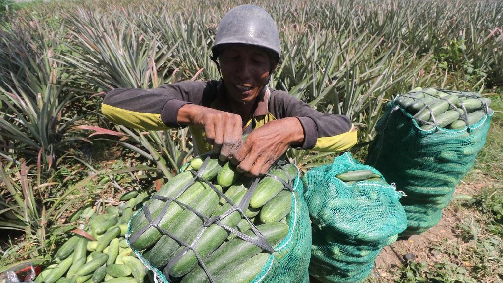 Duh, Harga Timun Anjlok di Jawa Timur Duh, Harga Timun Anjlok di Jawa Timur