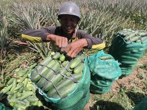 Duh, Harga Timun Anjlok di Jawa Timur Duh, Harga Timun Anjlok di Jawa Timur