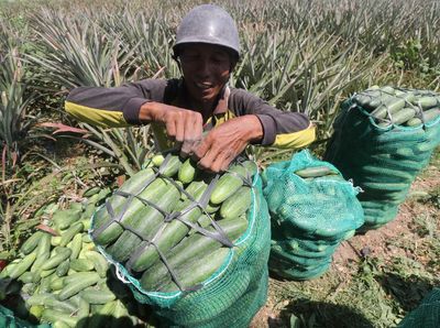 Duh, Harga Timun Anjlok di Jawa Timur