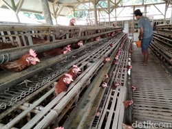 Harga Telur Anjlok, Bupati Ciamis: Kita Koordinasi Cari Solusinya!