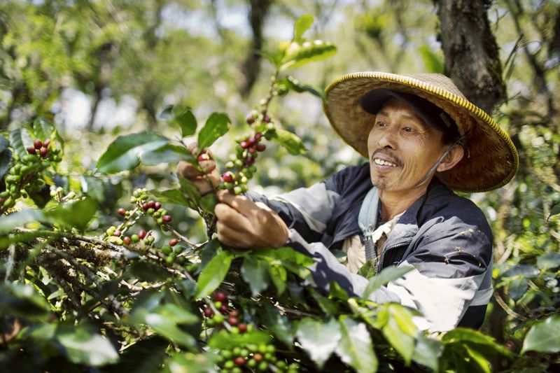 Keistimewaan Kopi Single Origin, Indonesia Punya 7 Jenis!