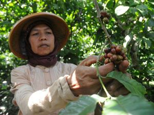 Hari Kopi Internasional 2021, 7 Single Origin Indonesia Ini Jadi Primadona di Dunia Hari Kopi Internasional 2021, 7 Single Origin Indonesia Ini Jadi Primadona di Dunia