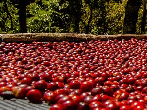 Kopi Single Origin Punya Keunikan, Indonesia Punya 7 Jenis Unggulan