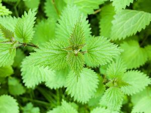 Manfaat Daun Jelatang yang Dikenal Bikin Gatal Bagi Kesehatan