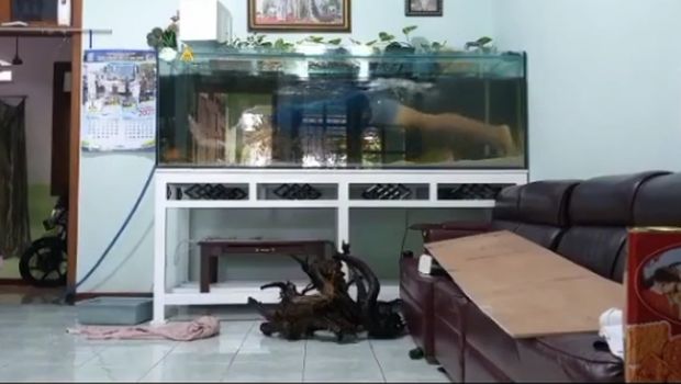 Viral Berenang