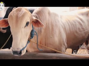 Sapi Ternyata Bisa Mempengaruhi Perubahan Iklim, Ini Penjelasannya... Sapi Ternyata Bisa Mempengaruhi Perubahan Iklim, Ini Penjelasannya...