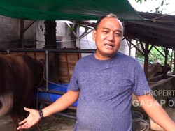 Aziz Gagap Jarang Tampil di TV, Kini Sibuk Ternak 300 Kambing dan Sapi