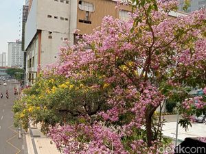 Mengenal Pohon Tabebuya yang Berbunga Cantik Mirip Sakura Mengenal Pohon Tabebuya yang Berbunga Cantik Mirip Sakura
