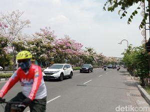 Bunga Tabebuya Bermekaran, Surabaya Berasa Negeri Sakura Bunga Tabebuya Bermekaran, Surabaya Berasa Negeri Sakura