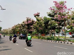 Jangan Rusak Tabebuya di Surabaya, Sanksinya Bikin Repot