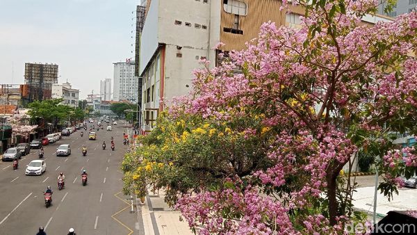 Cantiknya Bunga Tabebuya yang Bermekaran di Surabaya