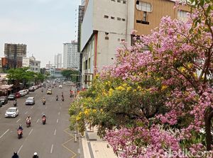 Cantiknya Bunga Tabebuya yang Bermekaran di Surabaya