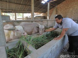 Mengenal Kebo Bule di Tradisi Malam Satu Suro, Hewan Kesayangan Paku Buwono II