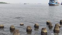 Penampakan Muara Angke yang Airnya Tercemar Paracetamol