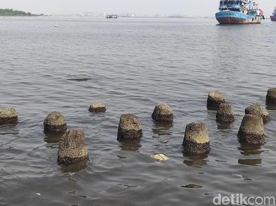 Penampakan Muara Angke yang Airnya Tercemar Paracetamol