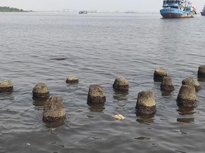 Air Laut di Muara Angke Mengandung Paracetamol, Warga Tak Cium Bau Obat Air Laut di Muara Angke Mengandung Paracetamol, Warga Tak Cium Bau Obat