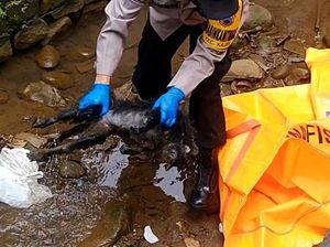 Polisi Evakuasi Bangkai Lutung yang Tersengat Listrik di Pekalongan