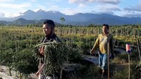 Untung Terus! Petani Ini Sukses Kombinasikan 10 Tanaman dalam Satu Lahan
