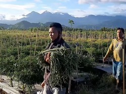 Untung Terus! Petani Ini Sukses Kombinasikan 10 Tanaman dalam Satu Lahan