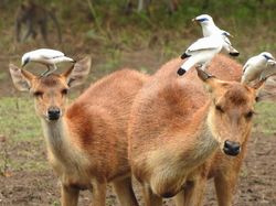 Taman Nasional Bali Barat Dibuka, Rumahnya Burung Jalak Bali