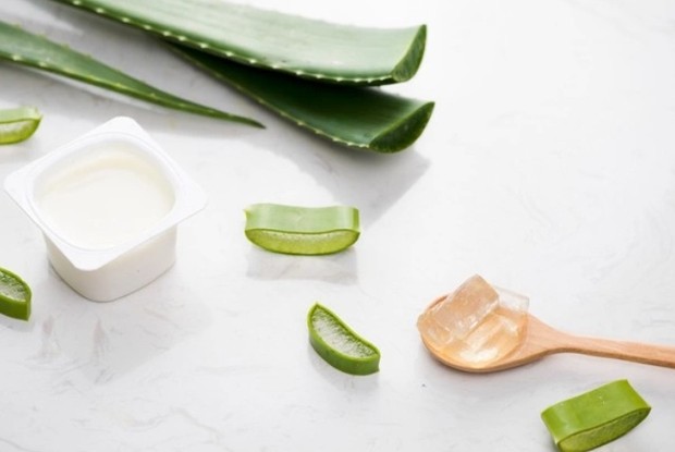 Aloe vera bahan alami untuk melawan keriput/Foto: Freepik/Maki Stock bahan alami untuk melawan keriput