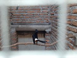 Definisi Hobi Jadi Cuan Ala Pria Sragen: Penangkaran Murai Batu