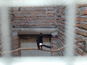 Definisi Hobi Jadi Cuan Ala Pria Sragen: Penangkaran Murai Batu