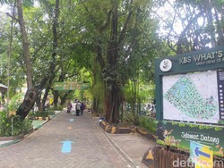 Kata Pengunjung di Hari Pertama Kebun Binatang Surabaya Dibuka Kembali