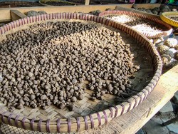 Intip Panen Porang di Kulon Progo, Tanaman Liar Bawa Cuan Jutaan Rupiah