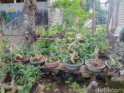 Cerita Pria di Lamongan soal Nikmatnya Geluti Seni Bonsai