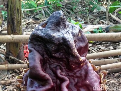 Penampakan Bunga Bangkai Suweg Tumbuh di Halaman Warga Pamulang