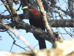 Ada 43 Jenis Burung di Hutan Lindung Malang, 9 Dilindungi
