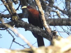 Ada 43 Jenis Burung di Hutan Lindung Malang, 9 Dilindungi Ada 43 Jenis Burung di Hutan Lindung Malang, 9 Dilindungi