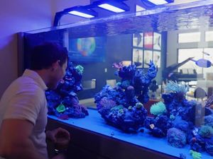 Pria Hemat Ini Tak Pernah Jajan Kopi Tapi Beli Akuarium Rp 640 Jutaan