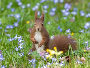 31 Tupai Mati Beruntun di Kebun Binatang Tokyo, kok Bisa? 31 Tupai Mati Beruntun di Kebun Binatang Tokyo, kok Bisa?