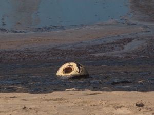 Penampakan Pantai di California Tercemar Minyak, Ikan-Burung Mati