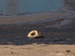 Penampakan Pantai di California Tercemar Minyak, Ikan-Burung Mati