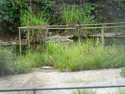 Paralayang Jadi Tontonan Favorit di PON, Warga: Awas Mendarat di Kandang Buaya!