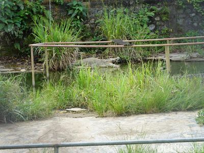 Venue Paralayang PON XX Papua Mepet Penangkaran Buaya di Jantung Kota Jayapura