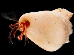 Ilmuwan Temukan 27 Spesies Baru di Laut Indonesia, Ada Kecoak Laut