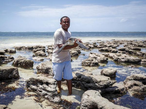 Potret Mantan Akuntan yang Kini Jadi Penyelamat Penyu di Kenya